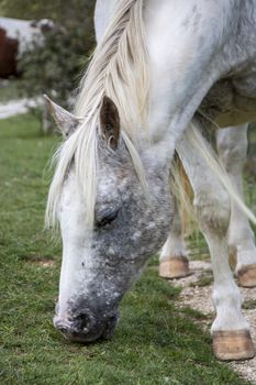wild horses in Abruzzo National park