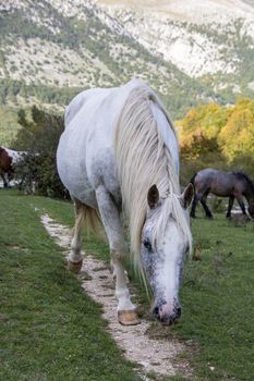 wild horses in Abruzzo National park