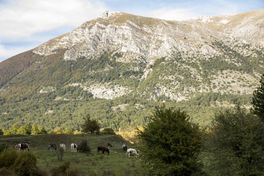 autumnal landscape of val fondillo  in Abruzzo national park, Italy