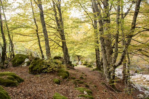 Beech woods of Abruzzo national park in autumn, Italy