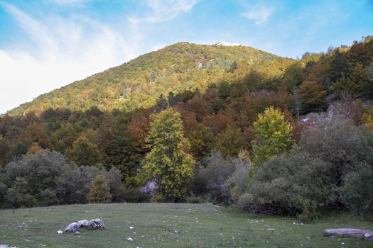 autumnal landscape of val fondillo  in Abruzzo national park, Italy
