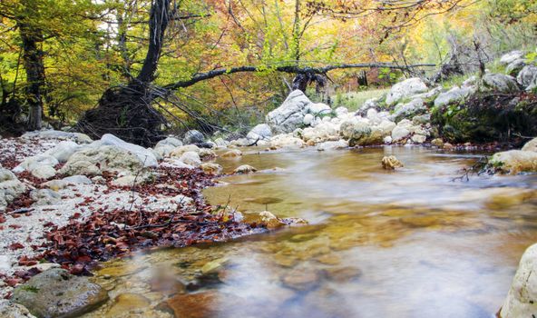 creek in the woods  of val fondillo  in autumn, Abruzzo national park, Italy