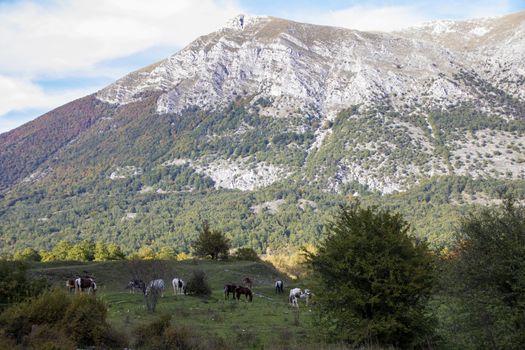 autumnal landscape of val fondillo  in Abruzzo national park, Italy