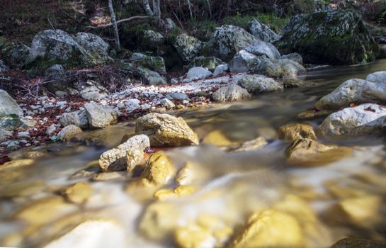 creek in the woods  of val fondillo  in autumn, Abruzzo national park, Italy