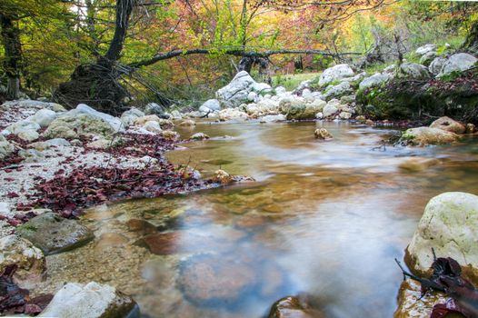 creek in the woods  of val fondillo  in autumn, Abruzzo national park, Italy