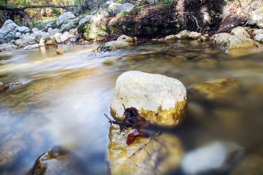 creek in the woods  of val fondillo  in autumn, Abruzzo national park, Italy