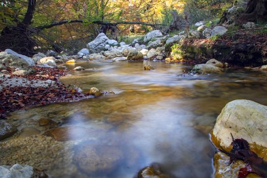 creek in the woods  of val fondillo  in autumn, Abruzzo national park, Italy