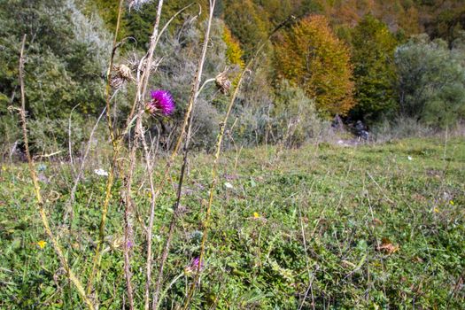 autumnal landscape of val fondillo  in Abruzzo national park, Italy