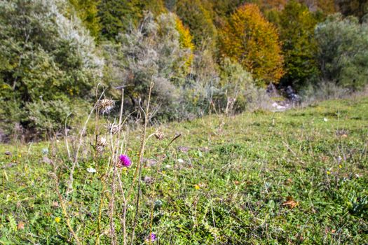 autumnal landscape of val fondillo  in Abruzzo national park, Italy
