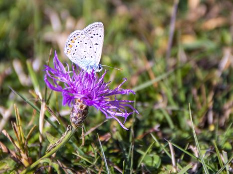 beautiful multicolored butterfly  on a pink thistle in a field of Abruzzo National park, Italy