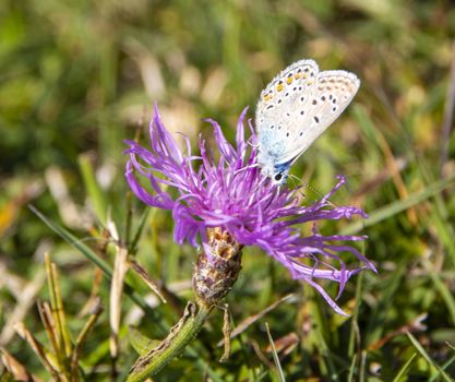 beautiful multicolored butterfly  on a pink thistle in a field of Abruzzo National park, Italy