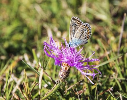 beautiful multicolored butterfly  on a pink thistle in a field of Abruzzo National park, Italy