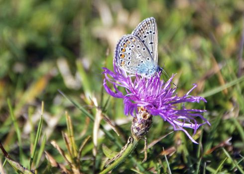 beautiful multicolored butterfly  on a pink thistle in a field of Abruzzo National park, Italy