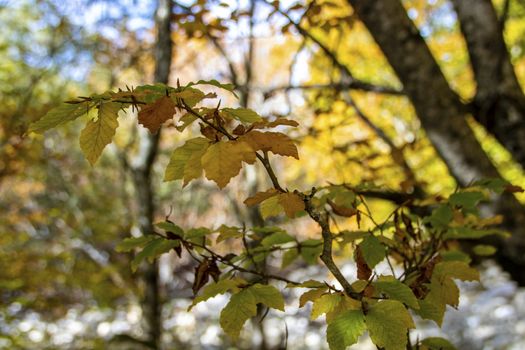 Beech woods of Abruzzo national park in autumn, Italy