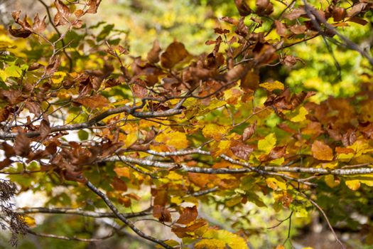autumnal foliage in the beech woods of Abruzzo national park in Italy