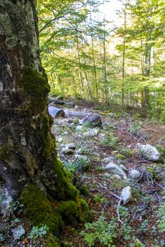 Beech woods of Abruzzo national park in autumn, Italy