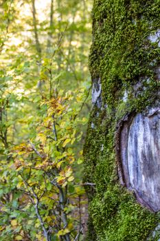 Beech woods of Abruzzo national park in autumn, Italy