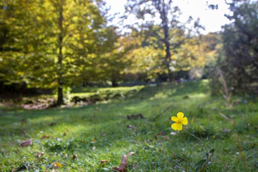 Beech woods of Abruzzo national park in autumn, Italy
