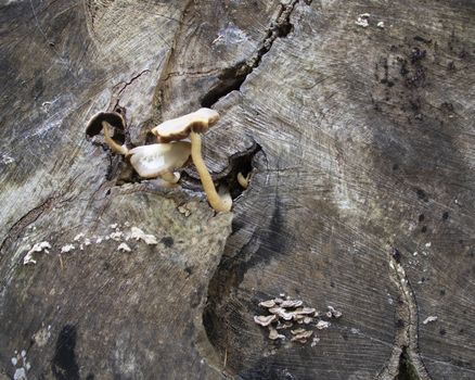 mushrooms growing on a tree trunk in Autumn