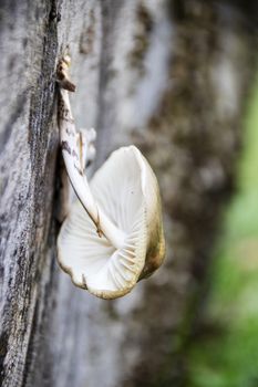 mushrooms growing on a tree trunk in Autumn