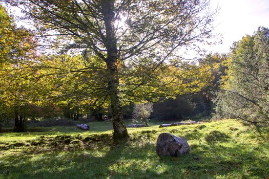 Beech woods of Abruzzo national park in autumn, Italy