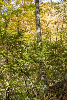 Beech woods of Abruzzo national park in autumn, Italy