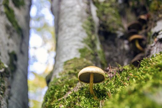 mushrooms growing in the woods of Abruzzo National Park