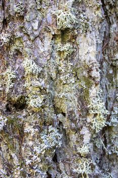 tree bark