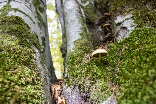 mushrooms growing in the woods of Abruzzo National Park