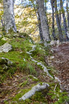 Beech woods of Abruzzo national park in autumn, Italy