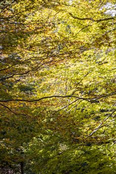 autumnal foliage in the beech woods of Abruzzo national park in Italy