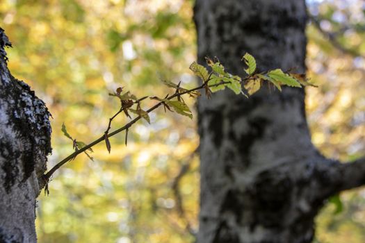 autumnal foliage in the beech woods of Abruzzo national park in Italy