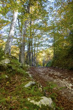 Beech woods of Abruzzo national park in autumn, Italy