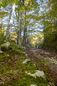 Beech woods of Abruzzo national park in autumn, Italy