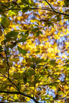 autumnal foliage in the beech woods of Abruzzo national park in Italy