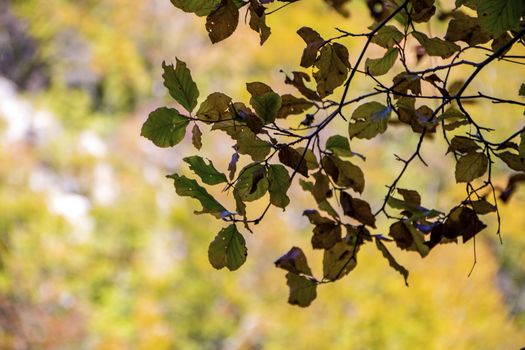 autumnal foliage in the beech woods of Abruzzo national park in Italy