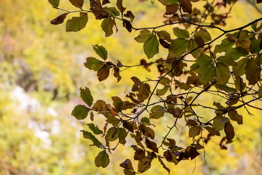 autumnal foliage in the beech woods of Abruzzo national park in Italy