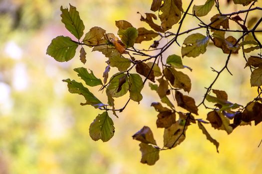 autumnal foliage in the beech woods of Abruzzo national park in Italy