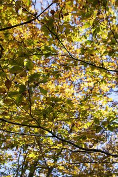 autumnal foliage in the beech woods of Abruzzo national park in Italy
