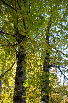 autumnal foliage in the beech woods of Abruzzo national park in Italy