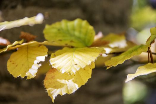 autumnal foliage in the beech woods of Abruzzo national park in Italy