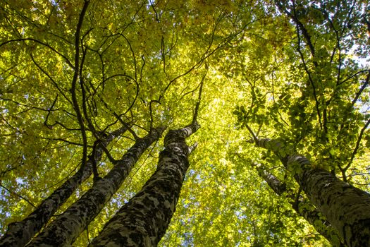 autumnal foliage in the beech woods of Abruzzo national park in Italy