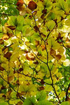 Beech woods of Abruzzo national park in autumn, Italy