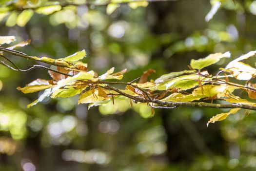 autumnal foliage in the beech woods of Abruzzo national park in Italy