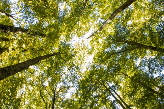 Beech woods of Abruzzo national park in autumn, Italy