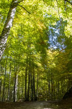 Beech woods of Abruzzo national park in autumn, Italy