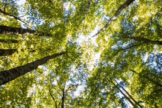 Beech woods of Abruzzo national park in autumn, Italy