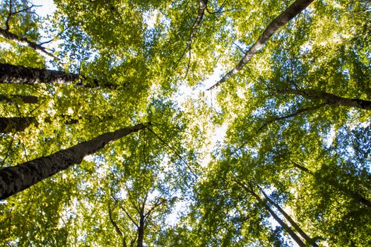 Beech woods of Abruzzo national park in autumn, Italy