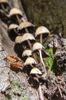 mushrooms growing in the woods of Abruzzo National Park