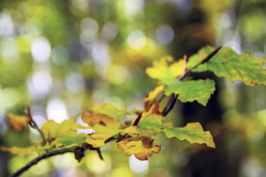 autumnal foliage in the beech woods of Abruzzo national park in Italy